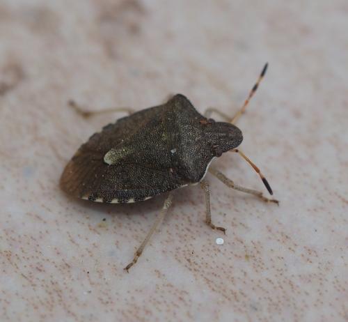 Réf. 226 818 : Peribalus strictus vernalis